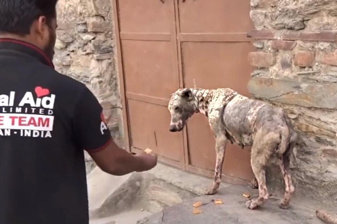 Stray, Mangy Dog With Horrible Crusted Skin Undergoes Incredible Transformation After Being Rescued