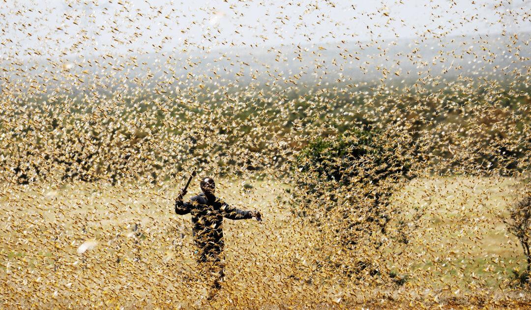 Running out of Time: East Africa Faces New Locust Threat