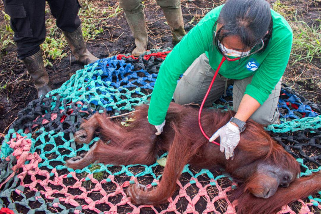 Shot, Starving Orangutan Makes Amazing Recovery, Highlights Plight of Rainforest Wildlife
