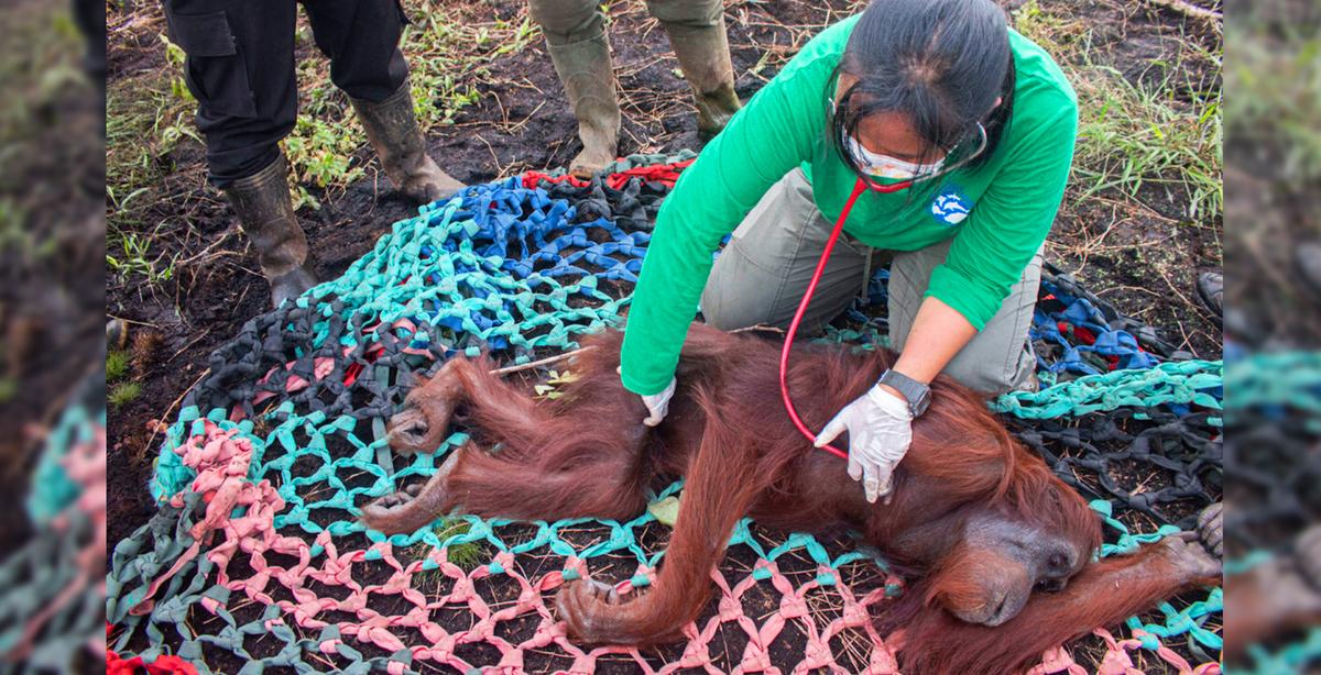 Shot, Starving Orangutan Makes Amazing Recovery, Highlights Plight of Rainforest Wildlife