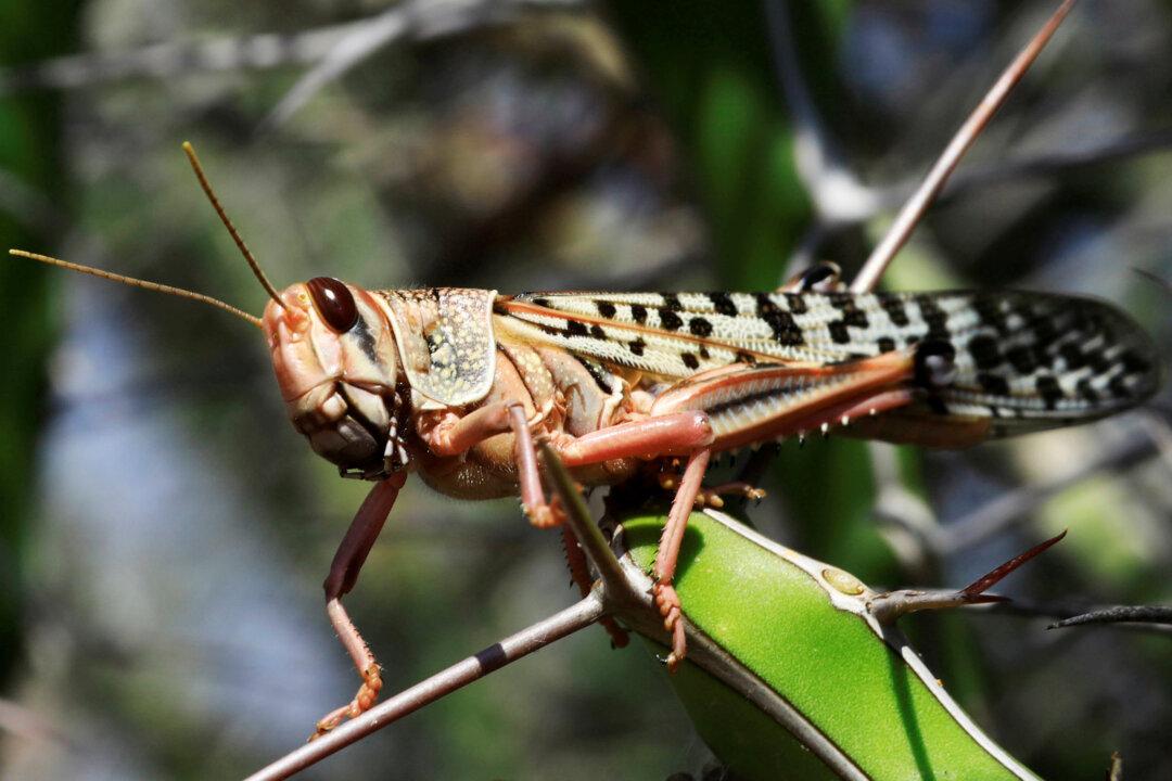 China Urges Local Authorities to Prepare for Possible Locust Invasion