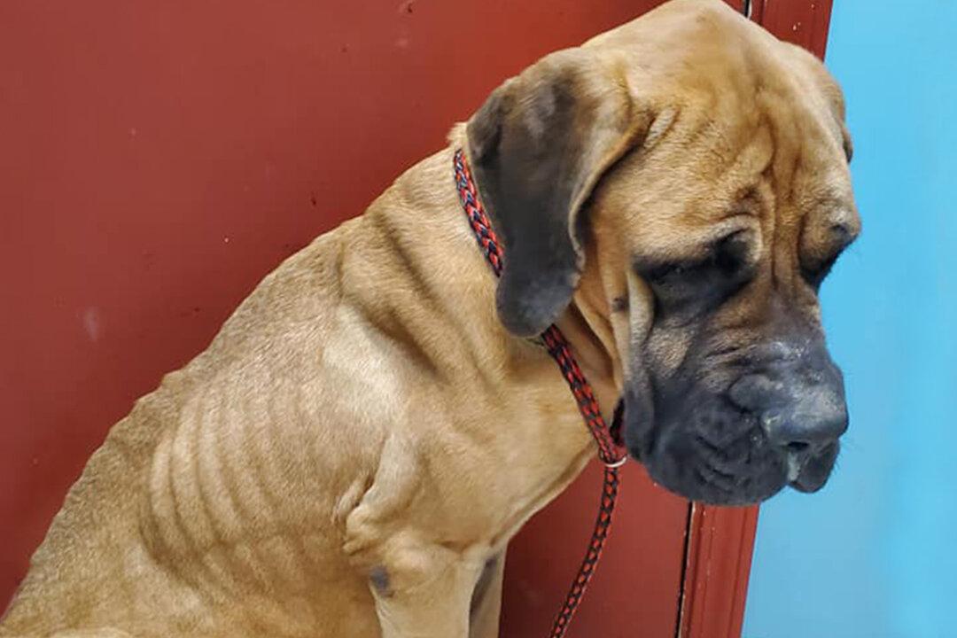 Severely Emaciated, Overbred Dog Found on the Streets Is Given Second Chance at Life