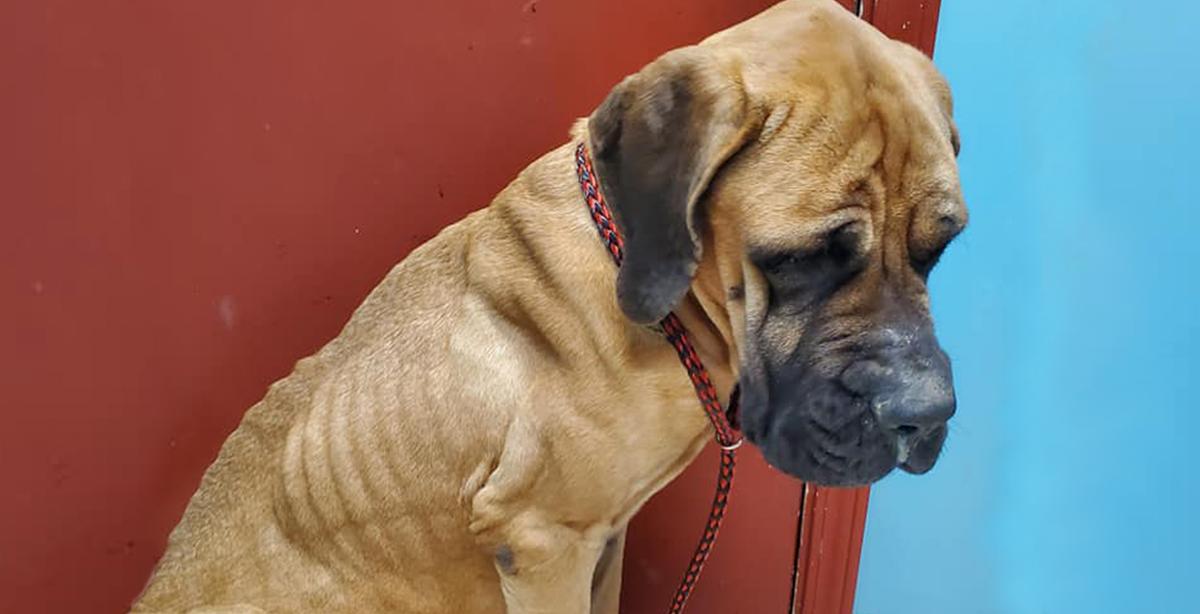 Severely Emaciated, Overbred Dog Found on the Streets Is Given Second Chance at Life