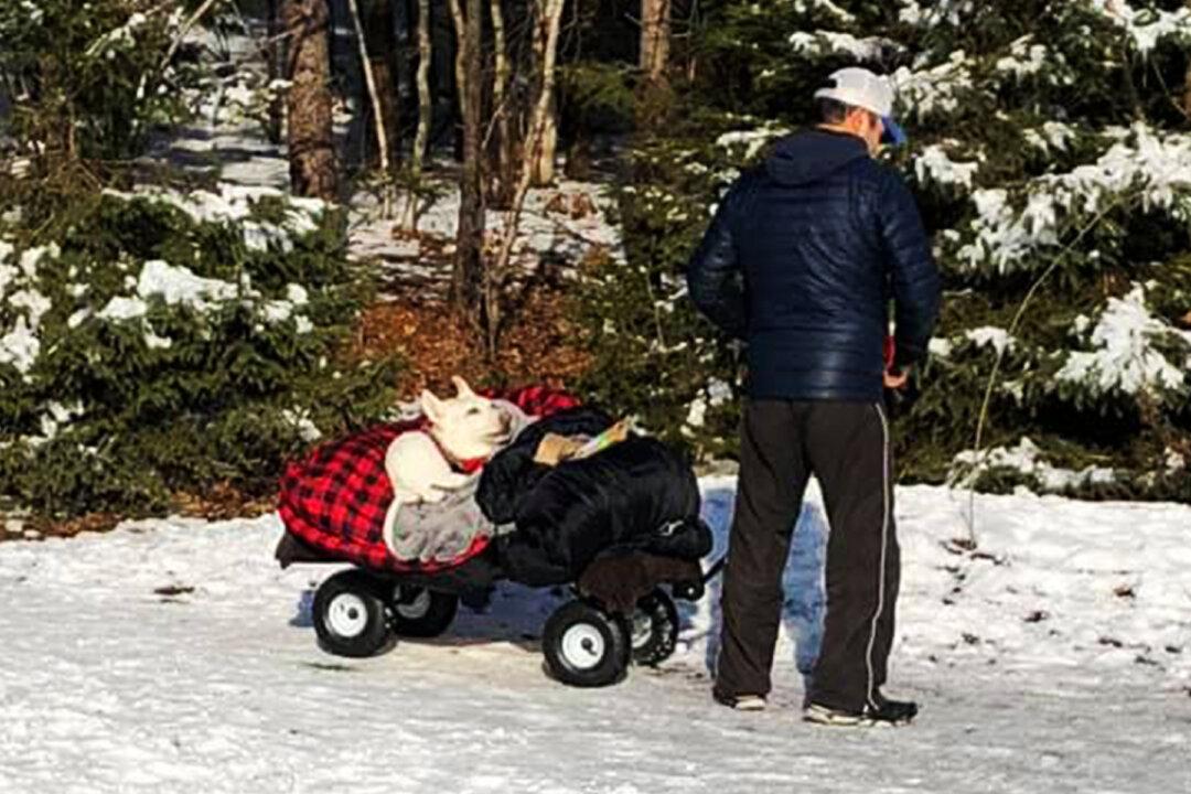 ‘She Would Do the Same for Me’: Heartrending Photo of Man Towing Paralyzed Dog in Red Wagon Goes Viral