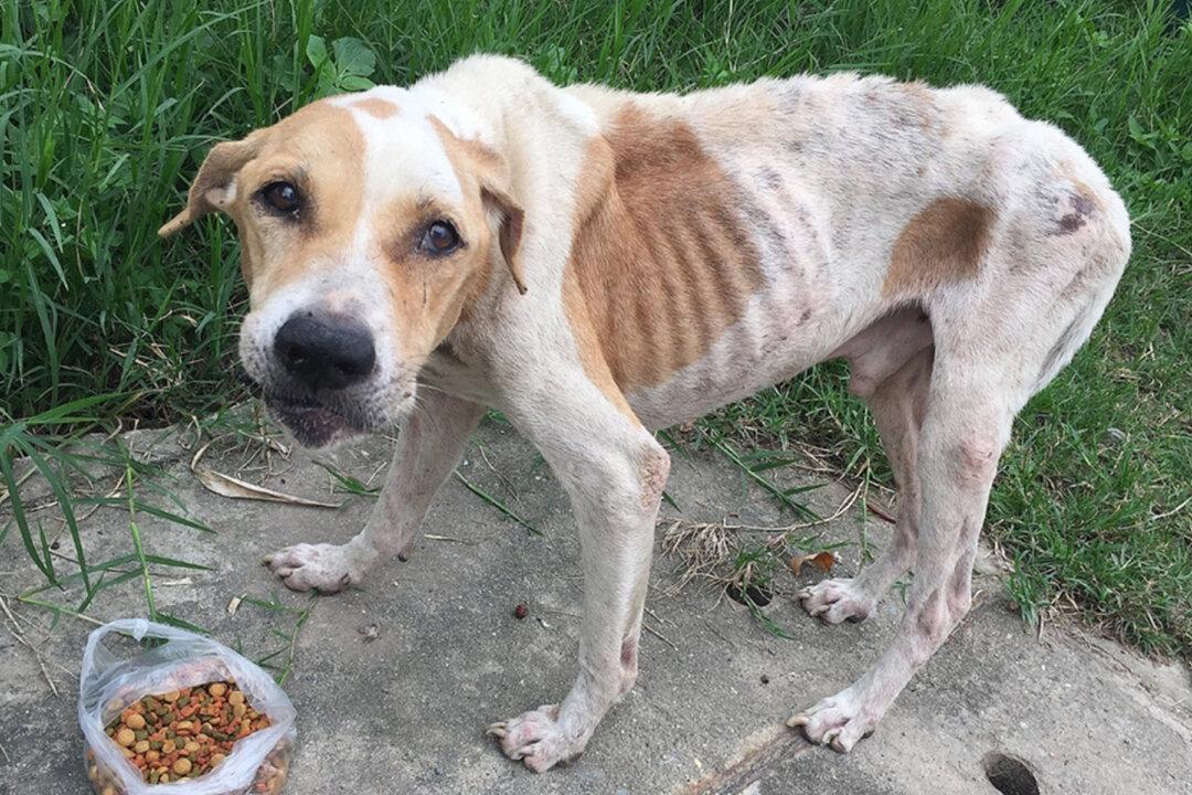 37 Scared, Starving Pit Bull Puppies, Adults Rescued From Suspected Dog-Fighting Ring