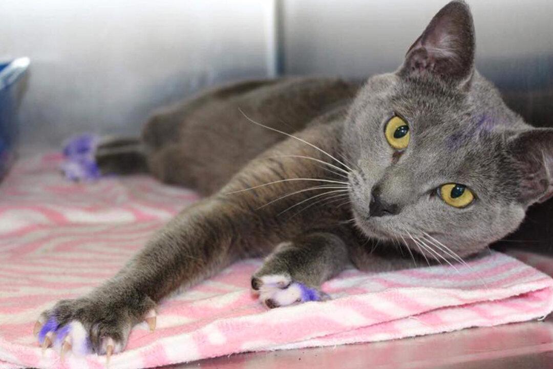 Cat Found With Purple Marking on His Paws May Have Been Bait for Illegal Dog-Fighting Ring