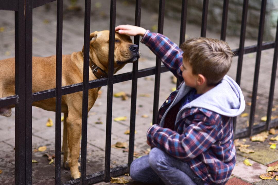 Shelter Dog Makes His Own Bed Every Day, Can’t Get Adopted–Until Couple Sees This Video