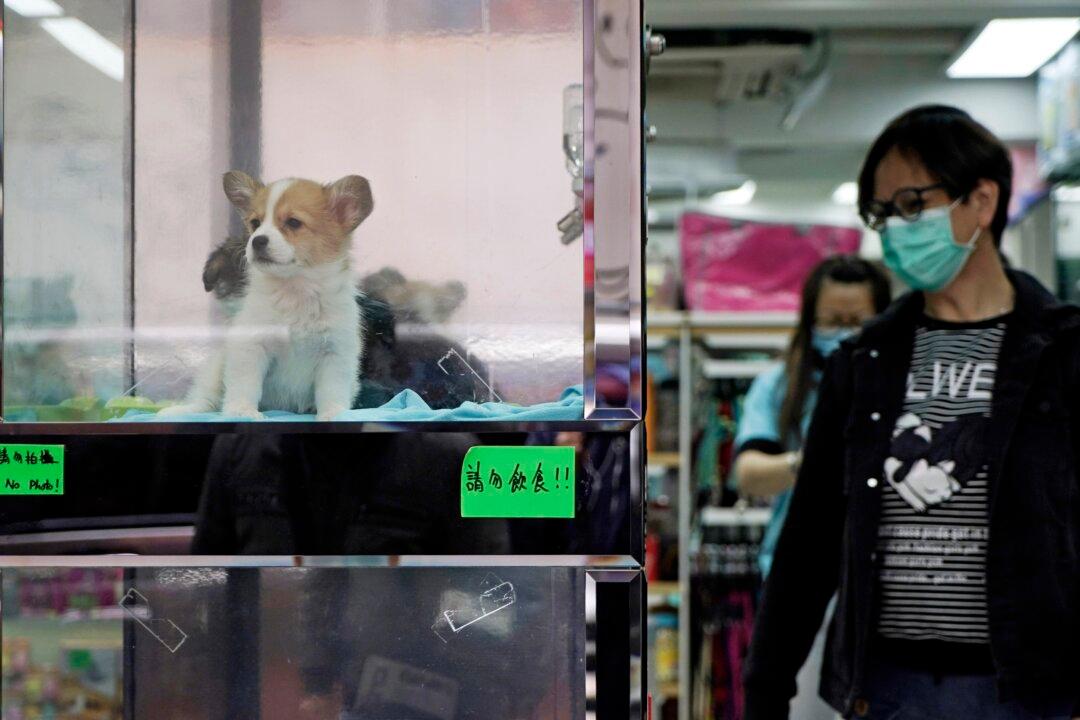 Dog With New Coronavirus Likely a Case of Human-to-Animal Transmission: Experts