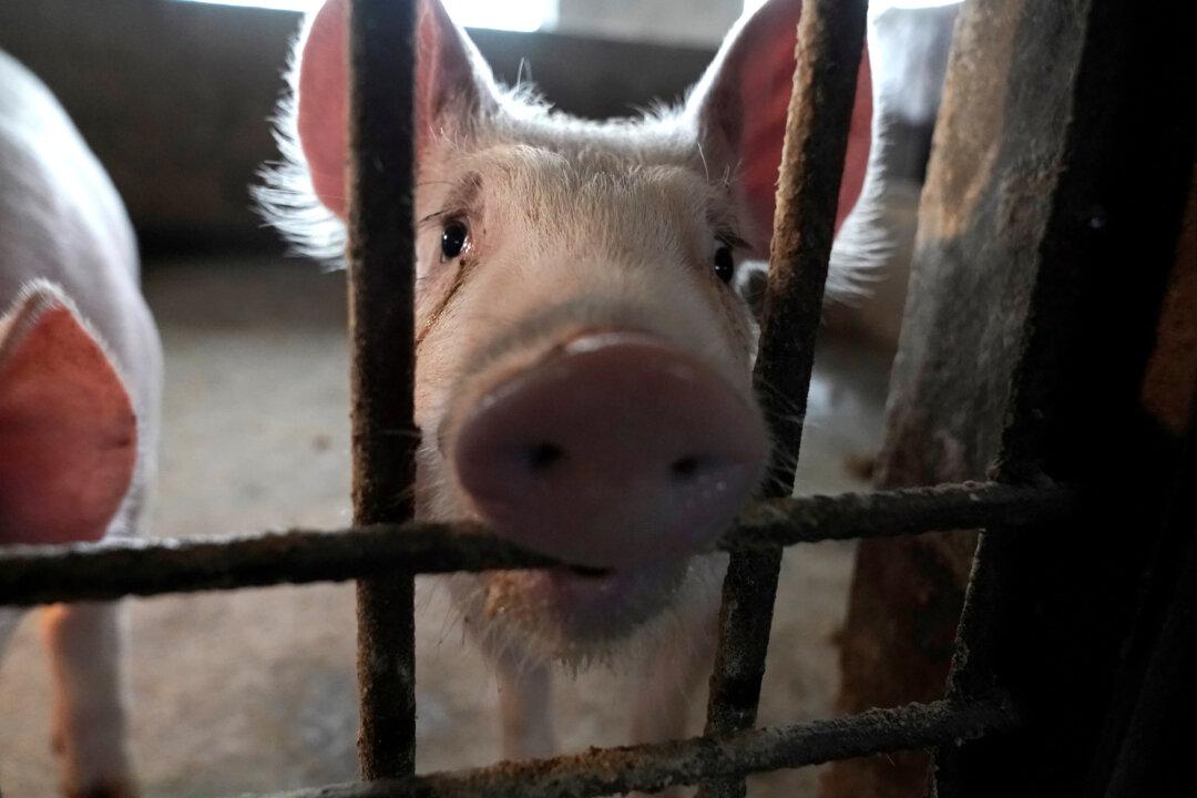 Before Coronavirus, China Bungled Swine Epidemic With Secrecy