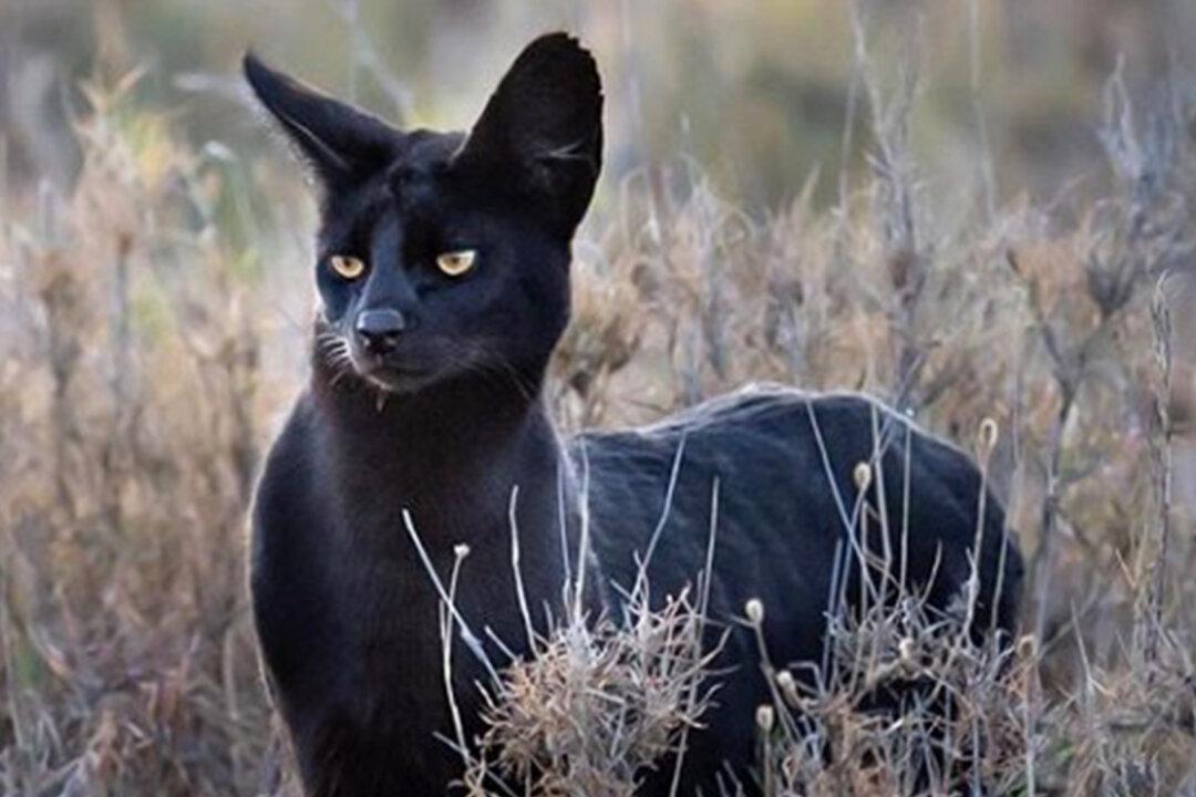 Photographer Captures Extremely Rare Black Serval Cat in Africa, and It’s Blowing People’s Minds