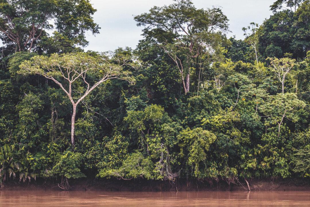 ‘Lost’ Amazon Monkey With Golden Fur Spotted by Scientists for First Time in 80 Years: ‘It Was Fantastic’