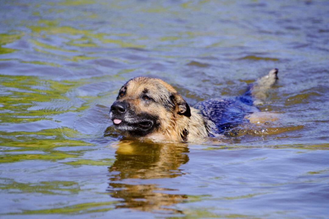 German Shepherd Was Treading Water for 11 Hours Before Rescuers Found It and Owner Stranded at Sea