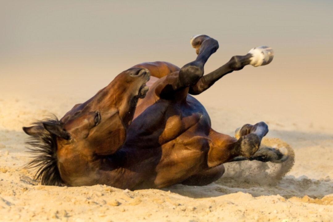 Overdramatic Horse Pretends to Be Dead Whenever Someone Tries to Ride Him