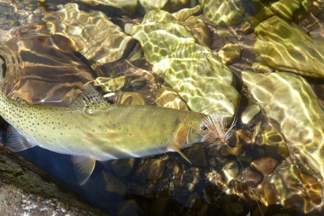 Coal Miner Teck Baffled by Fish Collapse Downstream of BC Mines