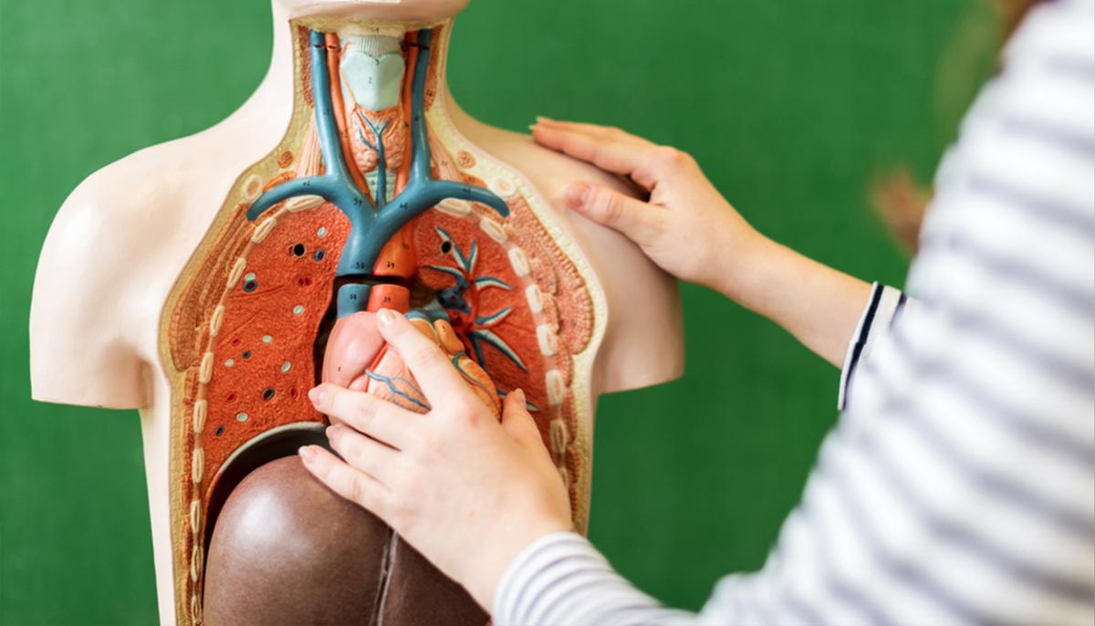 Overly Enthusiastic Teacher Teaches Biology Class While Wearing Anatomically Correct Full-Body Chart