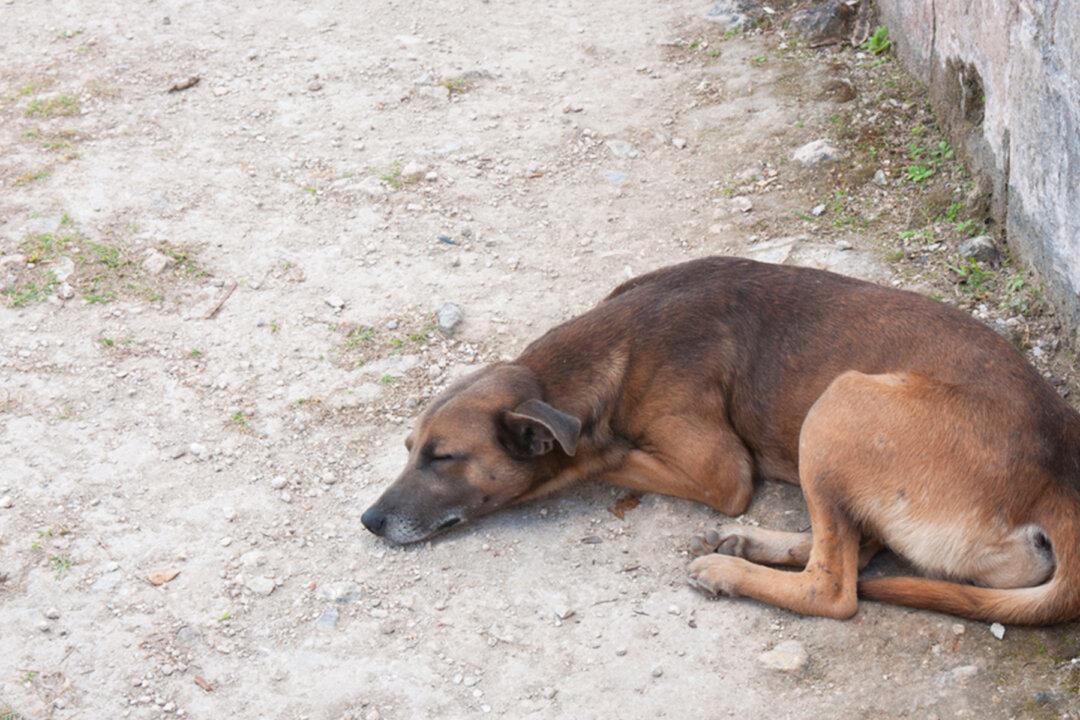 Stray Dog That Waited On the Same Spot Every Day to Be Saved Finds Forever Home