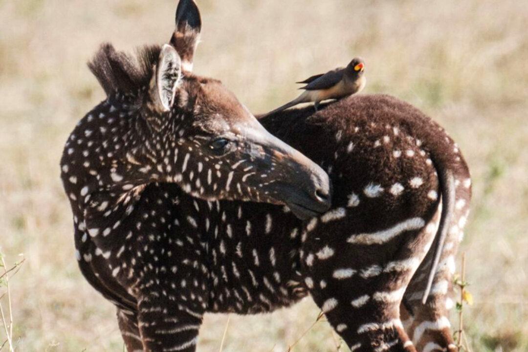 Photographer Captures Stunning Pictures of Rare ‘Polka-Dotted’ Zebra Foal in Kenya