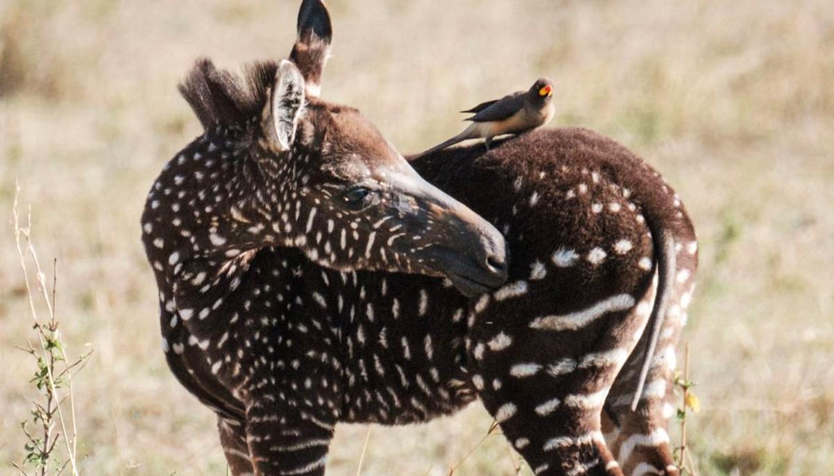 Photographer Captures Stunning Pictures of Rare ‘Polka-Dotted’ Zebra Foal in Kenya