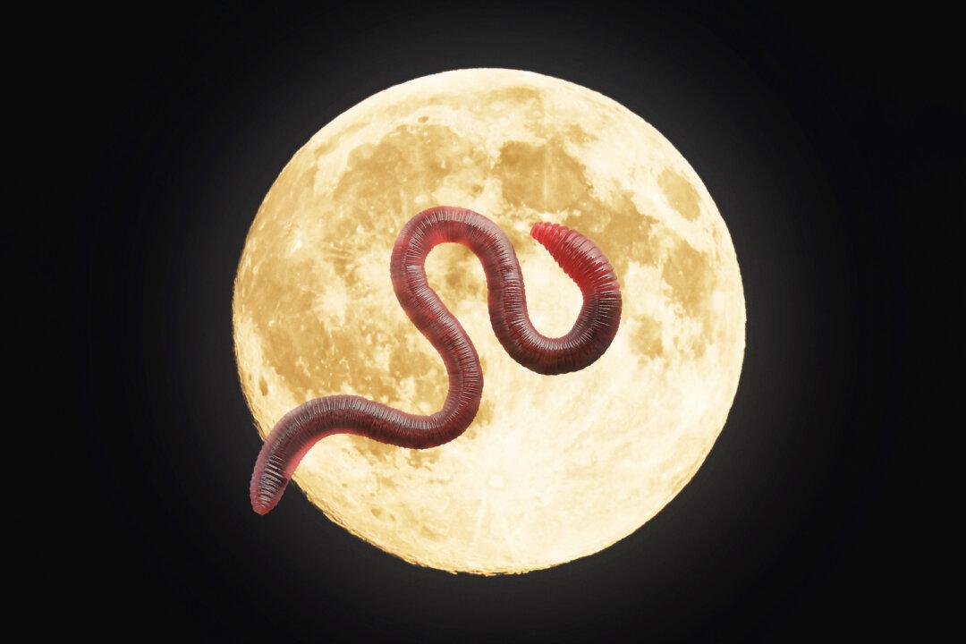 The ‘Super Worm Moon’ Shines Bright in the Night Sky on March 9–Here’s What You Need to Know