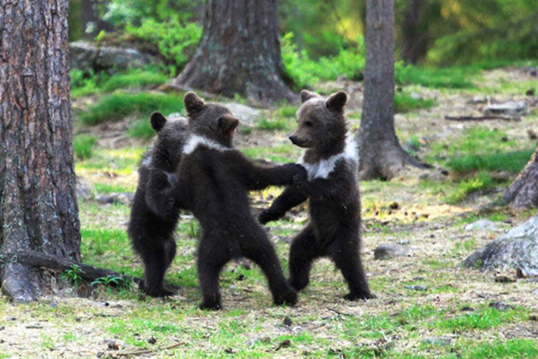 Photographer Snaps 3 Bear Cubs ‘Dancing in the Woods’ Like in a Fairytale Storybook