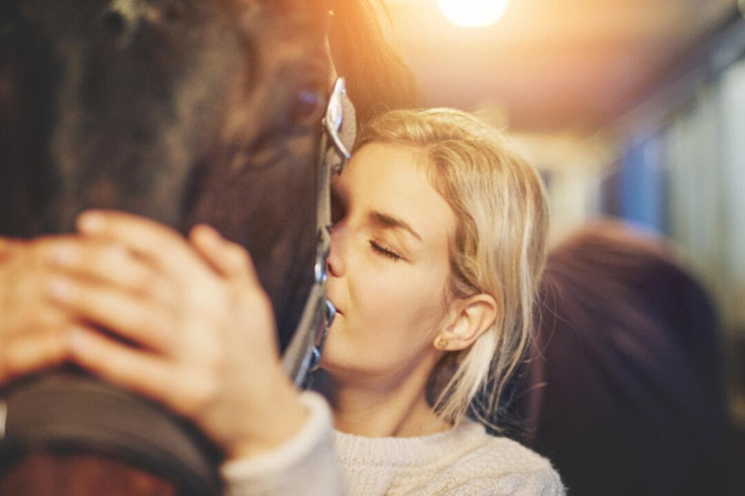 2 Heroic Rottweilers Step In and Save Florida Woman’s Horses From Slaughter