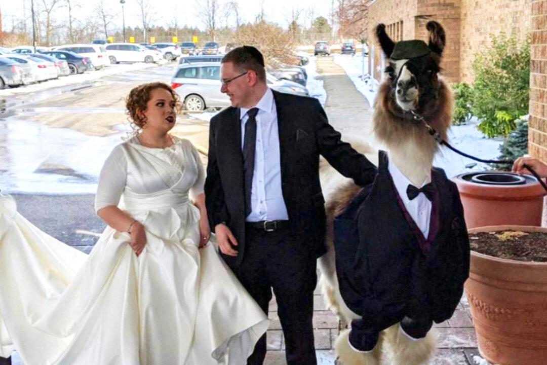 Man Brings a Llama in a Tux to His Sister’s Wedding, Fulfilling Promise Made 5 Years Ago