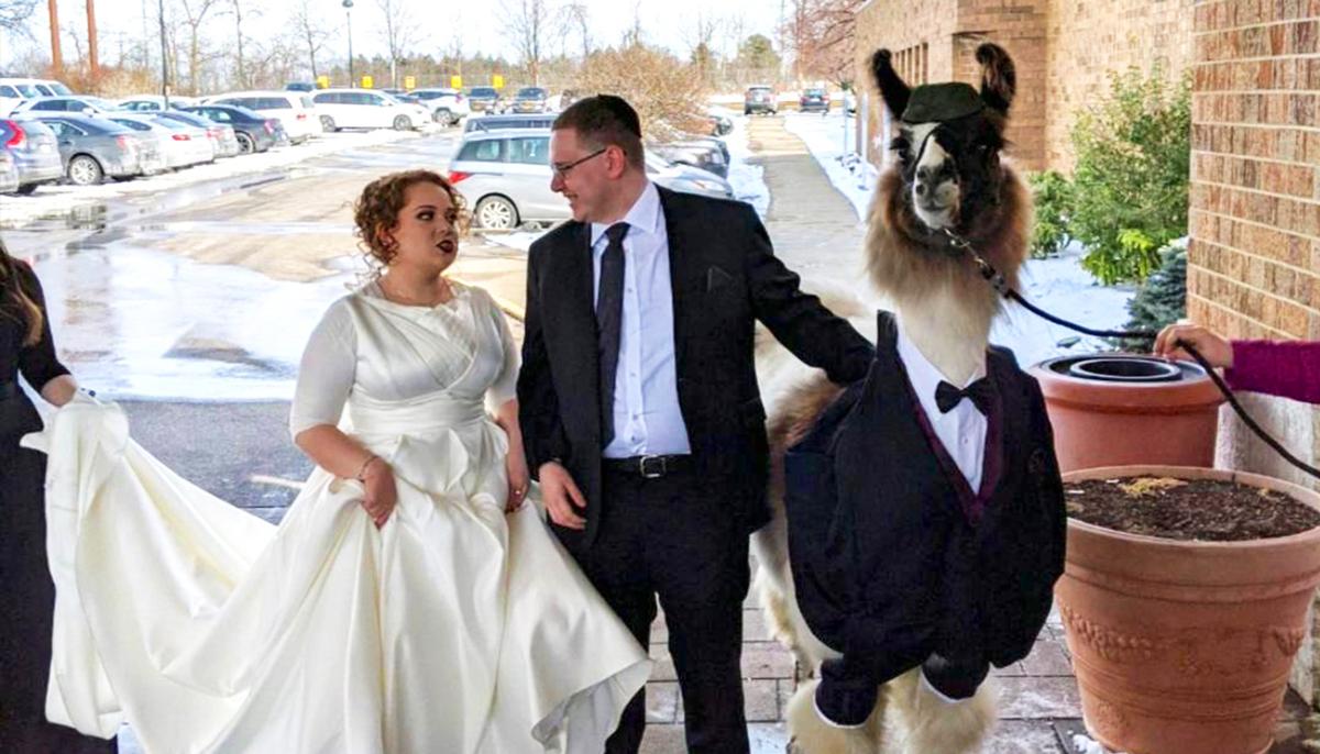 Man Brings a Llama in a Tux to His Sister’s Wedding, Fulfilling Promise Made 5 Years Ago