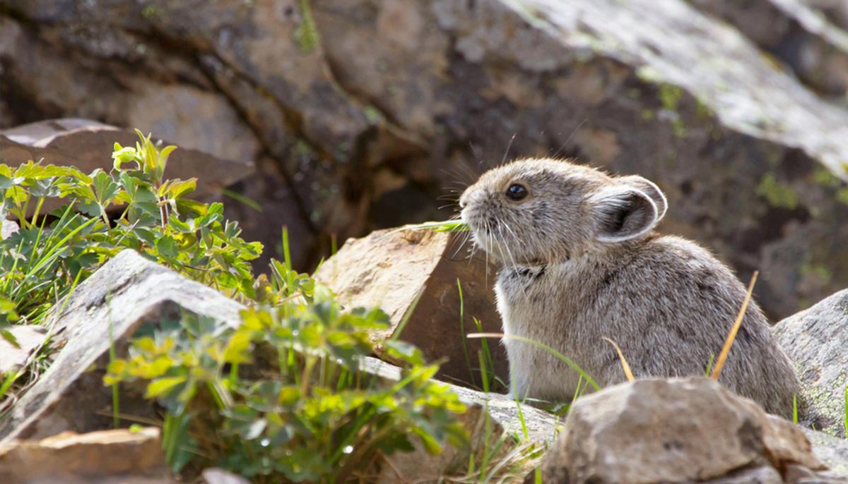Extremely Rare ‘Magic Rabbits’ Caught on Camera in Chinese Mountains for First Time in 20 Years