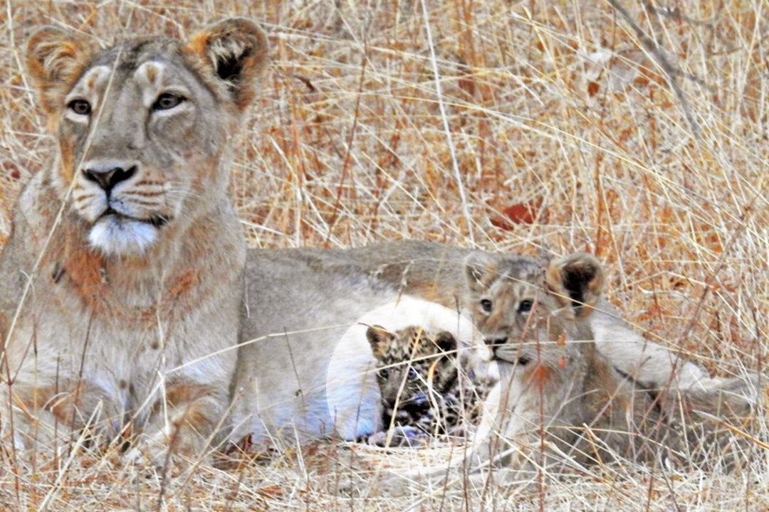 Lioness Mom Adopts Sick Abandoned Leopard Cub and Takes Care of Him as Her Own