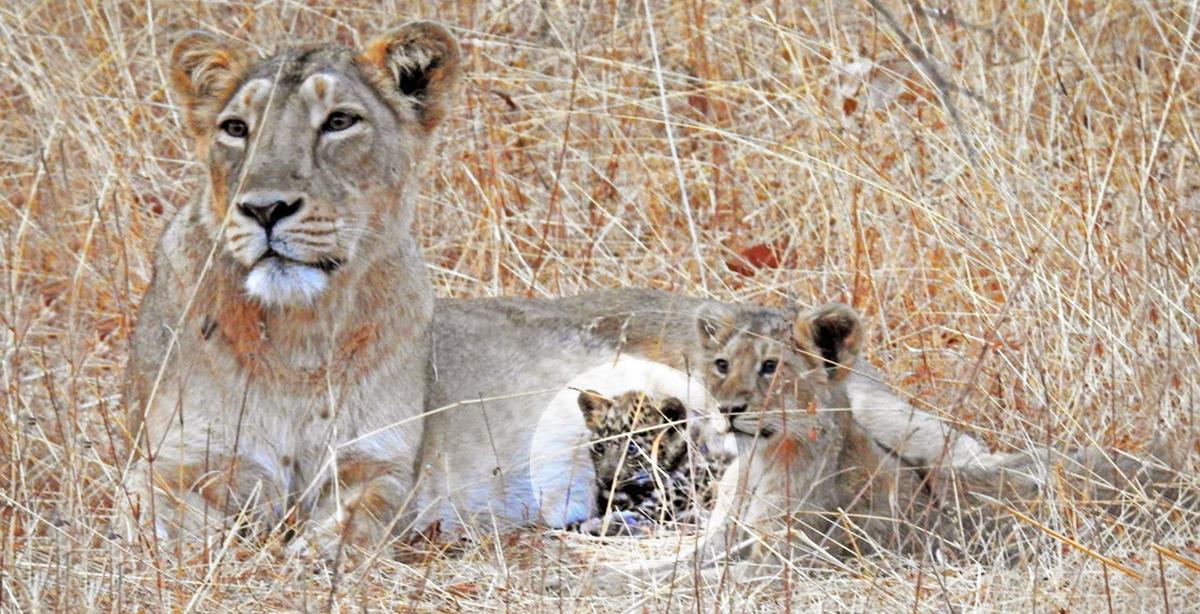 Lioness Mom Adopts Sick Abandoned Leopard Cub and Takes Care of Him as Her Own