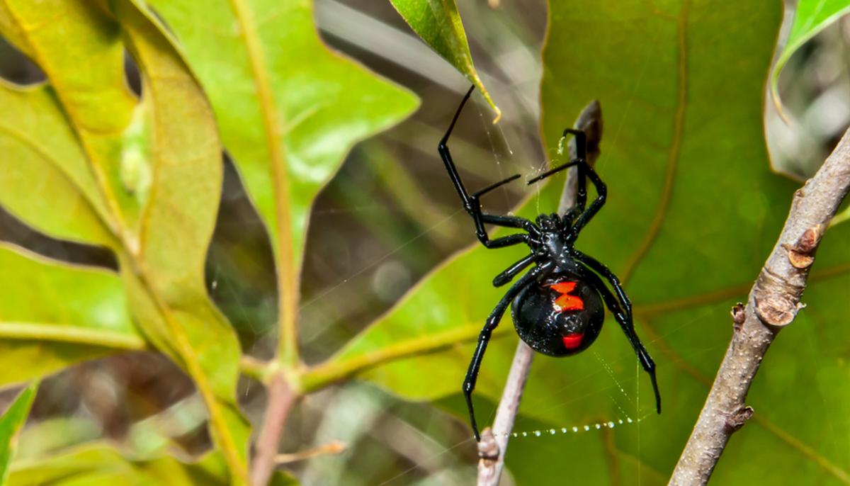 New Black Widow Spider Species With Purple Egg Sac Discovered by Scientist in South Africa