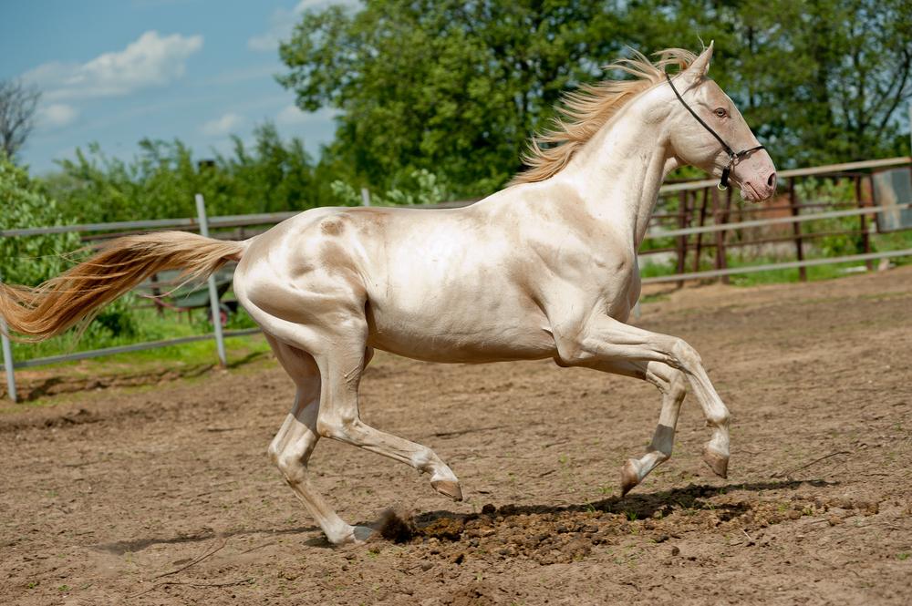 (Olga_i/Shutterstock)