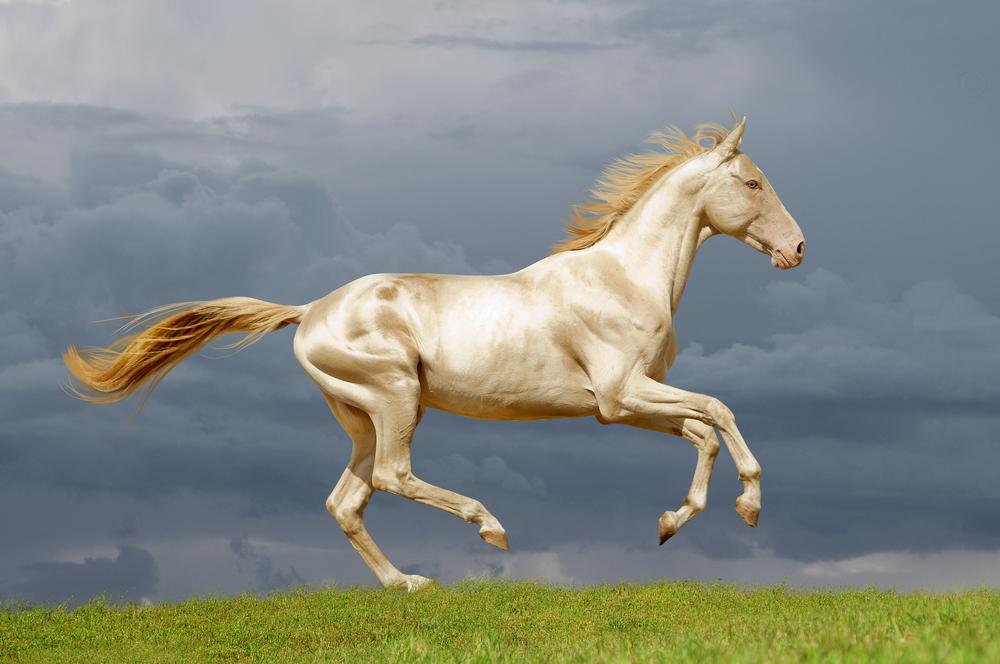 (Olga_i/Shutterstock)