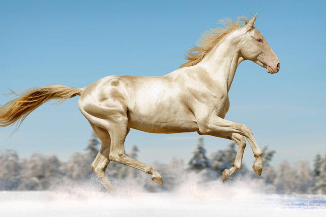 Extraordinary DNA Change Gives Horse a Coat Made of ‘Pure Gold’