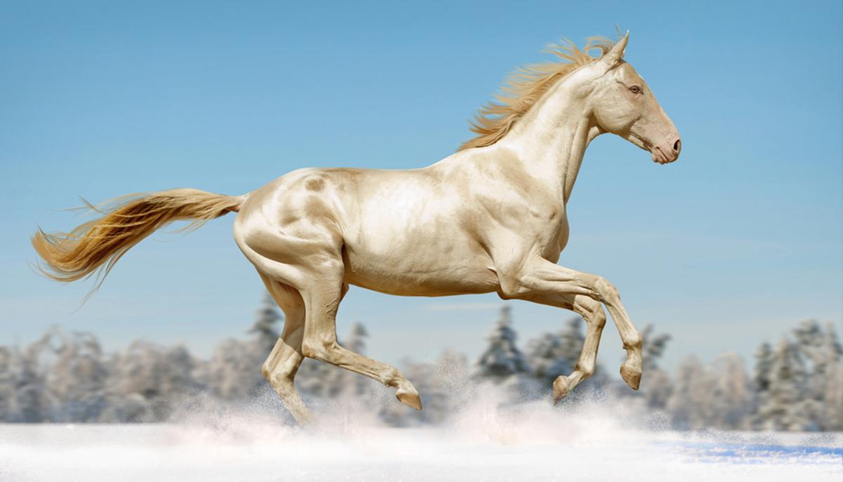 Extraordinary DNA Change Gives Horse a Coat Made of ‘Pure Gold’