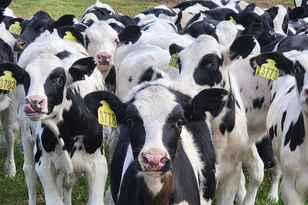 Methane on the Menu: Denmark’s Tax, Bovaer, and the Global Ripple Effect