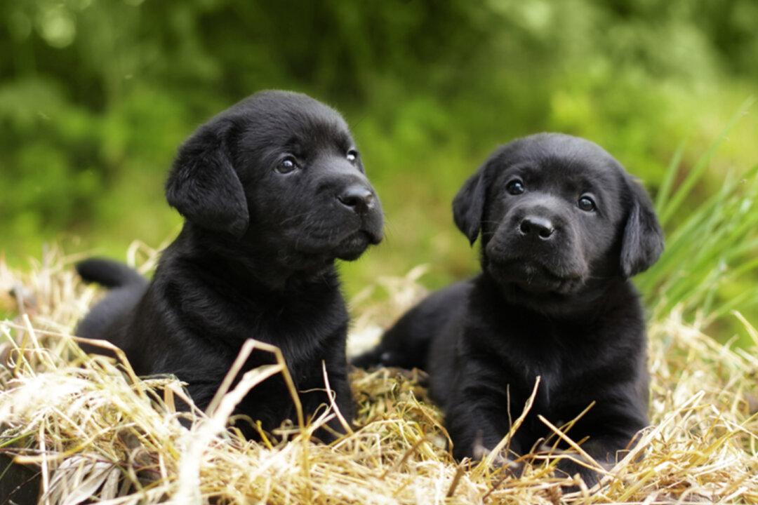 ‘They Were Just Flying Out’: Female Black Lab Gives Birth to 13 Adorable Puppies, Shocks Owners