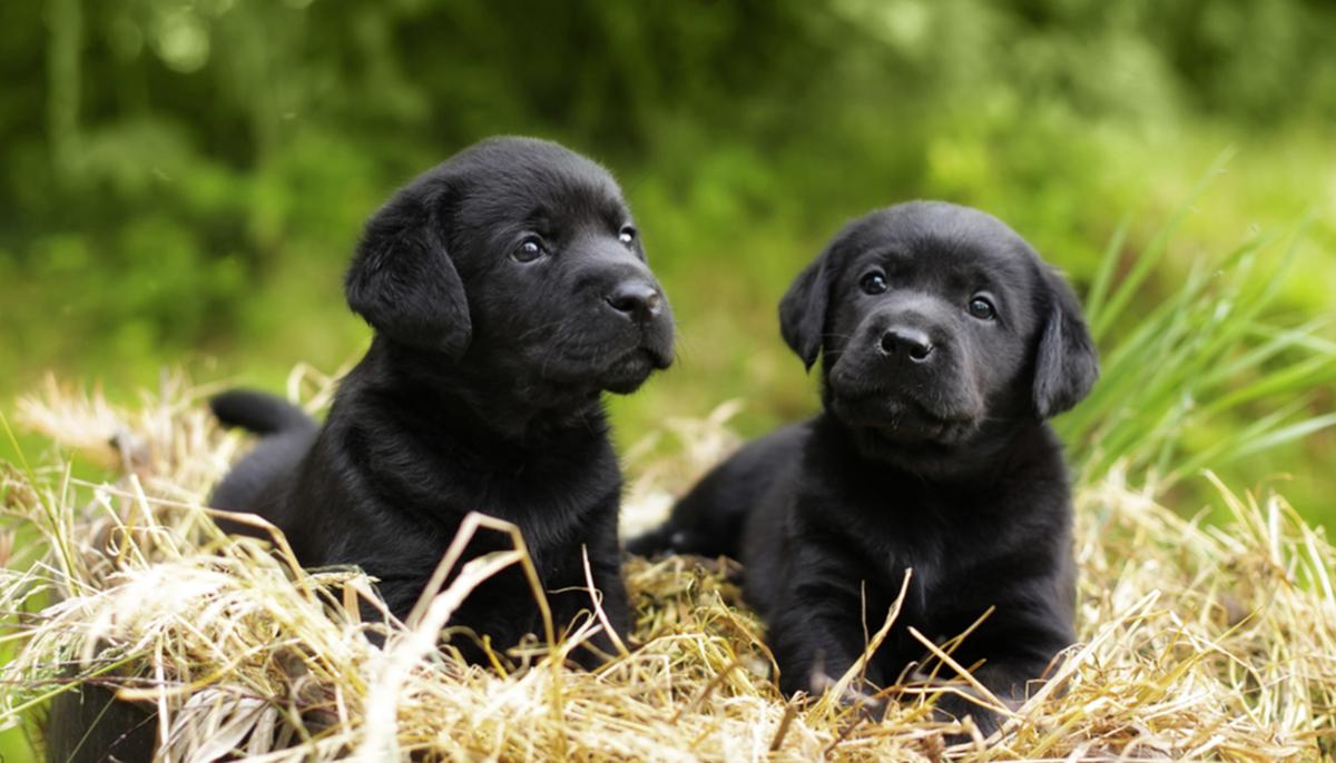 ‘They Were Just Flying Out’: Female Black Lab Gives Birth to 13 Adorable Puppies, Shocks Owners