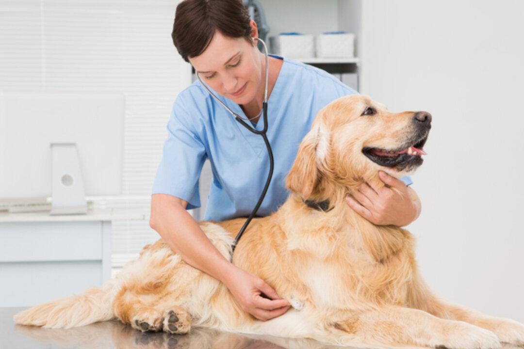 Man Bought a Super Bowl Ad Worth Millions to Thank Vet School That Saved His Dog’s Life