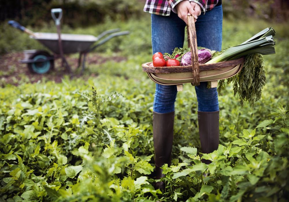 Tips for Starting a Vegetable Garden