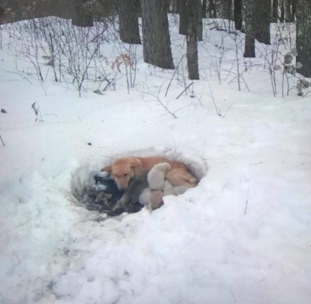 Courtesy of <a href="https://www.facebook.com/Red-Lake-Rosies-Rescue-141557242578137/">Red Lake Rosie's Rescue</a>