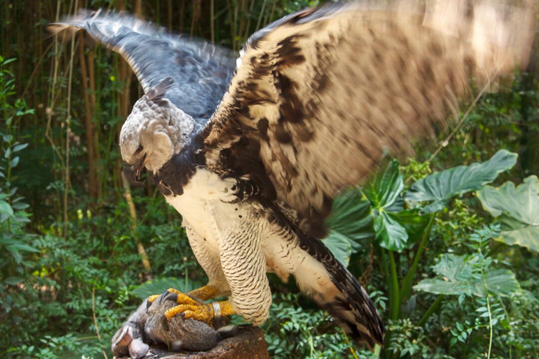 The Harpy Eagle Stands as Tall as a Child With Talons Longer Than a Grown Grizzly Bear’s Claws