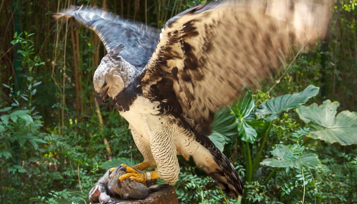The Harpy Eagle Stands as Tall as a Child With Talons Longer Than a Grown Grizzly Bear’s Claws