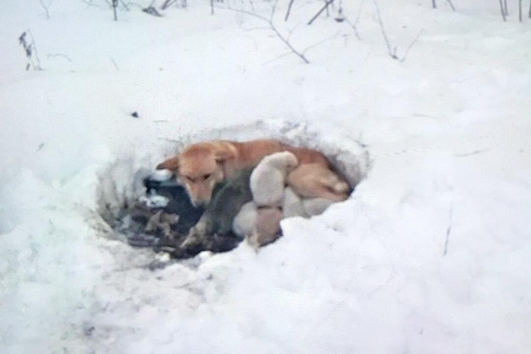 Dog That Was Rescued With Her Puppies From a Snowdrift Is Now Thriving at Her Forever Home