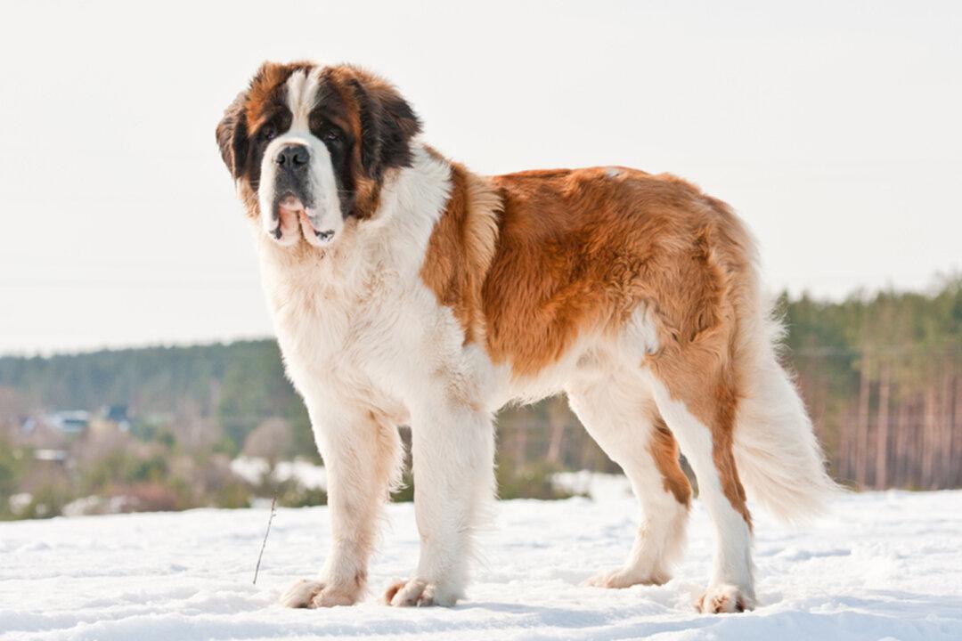 Homeless, Giant, 130-Pound Saint Bernard Dog Gets Adopted, Meets Forever Family for First Time