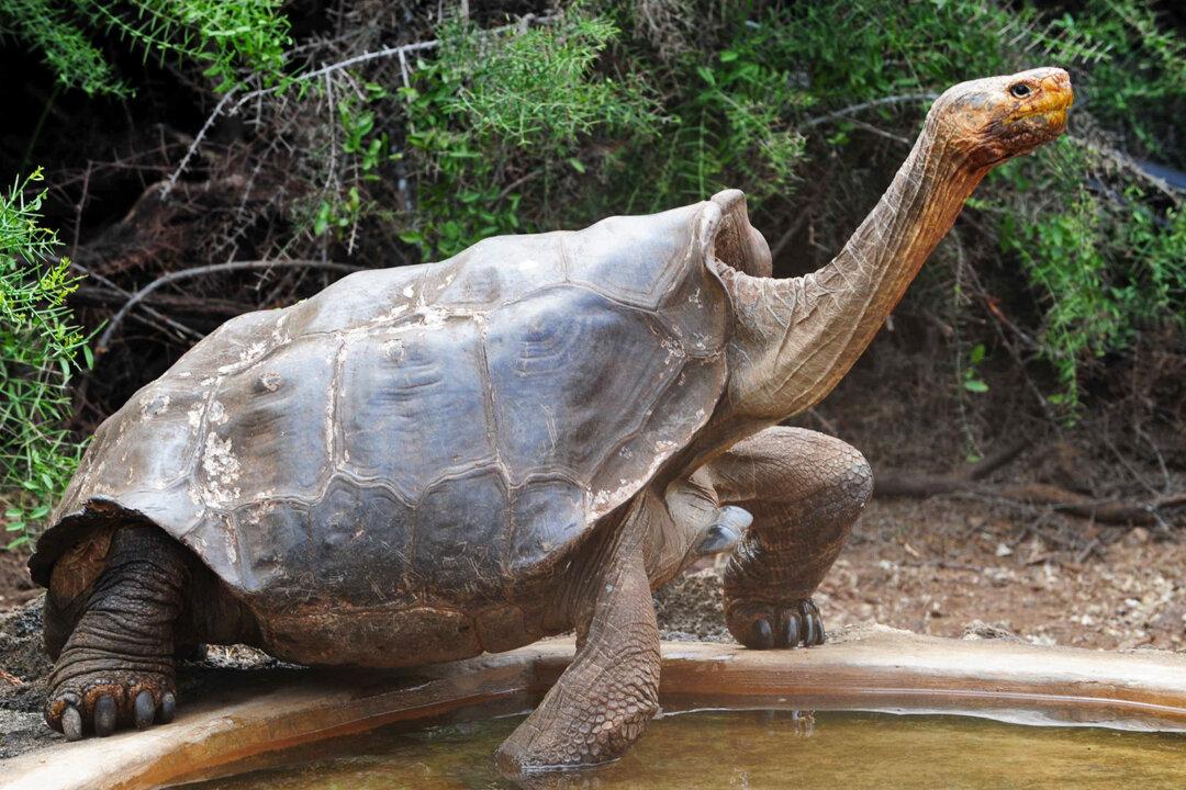 130-Year-Old Breeding Galápagos Tortoise Saved His Species From Near Extinction, Retires on Española Island