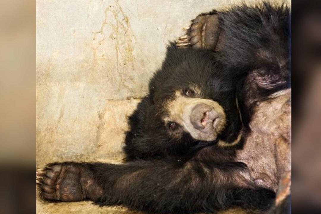 5-Year-Old Sloth Bear With Severe Gunshot Injuries Rescued, Shows Signs of Improvement