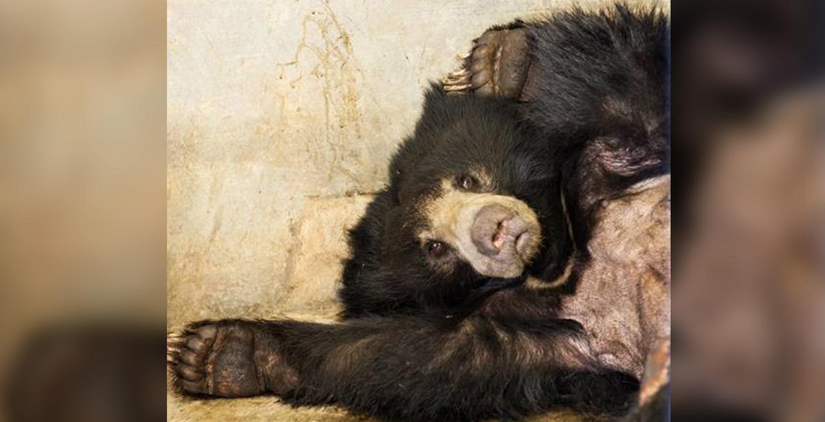 5-Year-Old Sloth Bear With Severe Gunshot Injuries Rescued, Shows Signs of Improvement