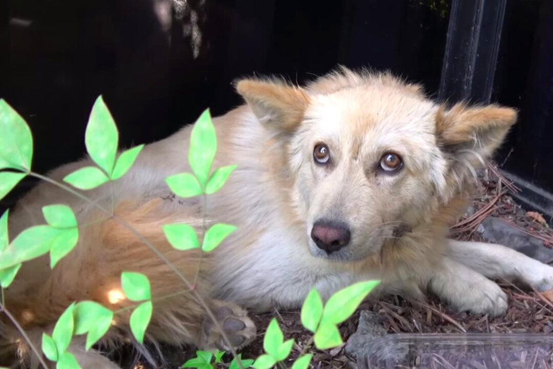 Golden Retriever Was Kicked So Hard That He Hid Quietly in Bushes Before Help Arrived