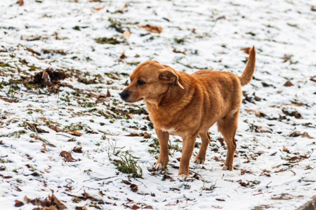 Loyal Stray Dog Guards Injured Pregnant German Shepherd on Busy Highway, Won’t Leave Her Side